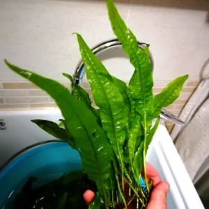 MICROSORIUM PTEROPUS XL alta 15-25 cm