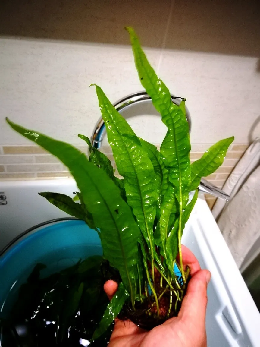 MICROSORIUM PTEROPUS XL alta 15-25 cm