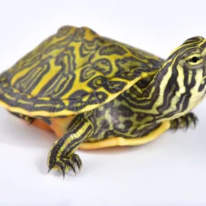 Tartaruga acquatica Pseudemys Nelsoni 5 cm