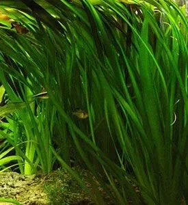VALLISNERIA GIGANTEA, pianta da sfondo in vasetto