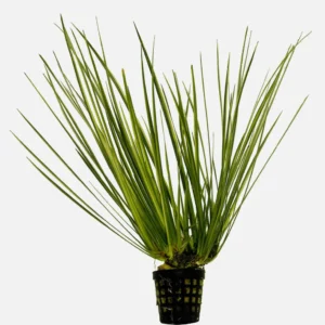Acorus gramineus Variegatus - pianta per terrario o paludario in vasetto