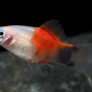 Platy Mickey mouse, xiphophorus maculatus 2 - 3 cm