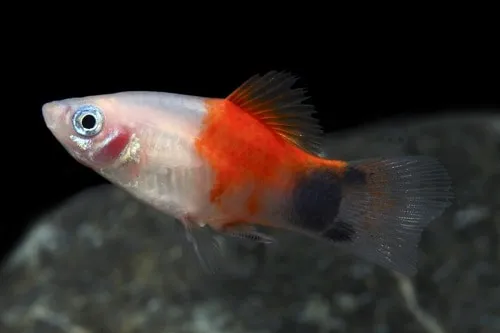 Platy Mickey mouse, xiphophorus maculatus 2 - 3 cm
