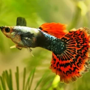 Coppia di Guppy maschio Elephant Ears, Poecilia reticulata Big Dumbo Ear maschio e femmina