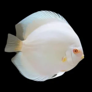 Symphysodon Discus Snow White - SG Discus Italia - 5-7 cm