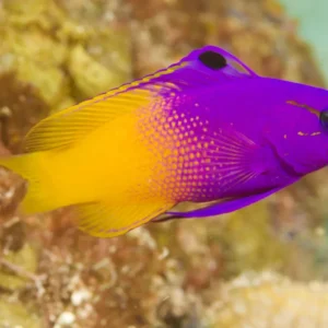 Gramma Loreto - Gramma reale - pesce marino