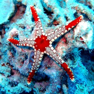 Fromia monilis red starfish - Stella marina