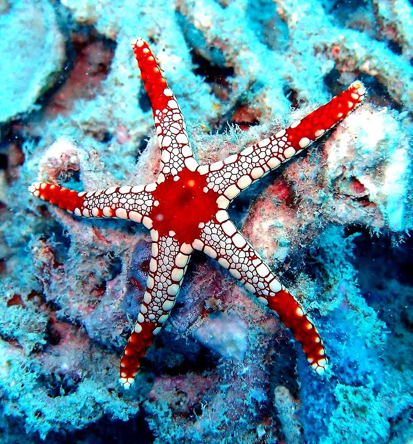 Fromia monilis red starfish - Stella marina