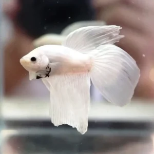 Betta splendens white, pesce combattente maschio 4,5 cm