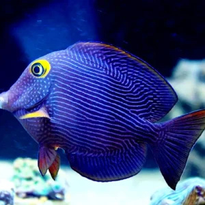 Ctenochaetus Strigosus - Acanthurus Strigosus - Pesce chirurgo puntinato