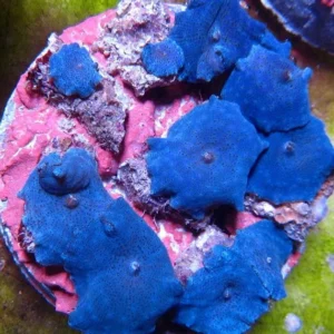 Discosoma Electric Blue - Corallo molle facile - frag con + dischi