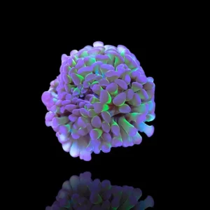 Euphyllia Parancora green purple tips - 1 calice - Corallo duro LPS facile