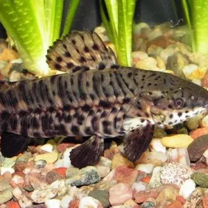 Hoplosternum Thoracatum, Hoplo oblò 4 cm