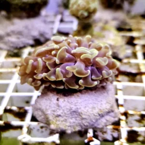 Euphyllia Parancora Green-Orange - FOTO REALI - 1 calice - Corallo duro LPS facile