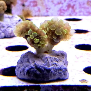 Euphyllia Paradivisa green - 4 calici - FOTO REALE - Corallo duro LPS facile