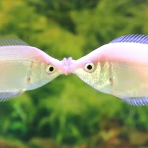 Helostoma Temminckii, Kissing gourami, Pesce sbaciucchione 4-6 cm