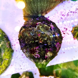 Rhodactis Green Variegated - Mushroom - FOTO REALI - Corallo molle facile - 2 dischi su frag