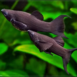 Poecilia Sphenops Black Molly coda a lyra 5 cm