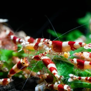 Caridina Cantonensis Red Crystal 1-2 cm con genetica Taiwan Bee
