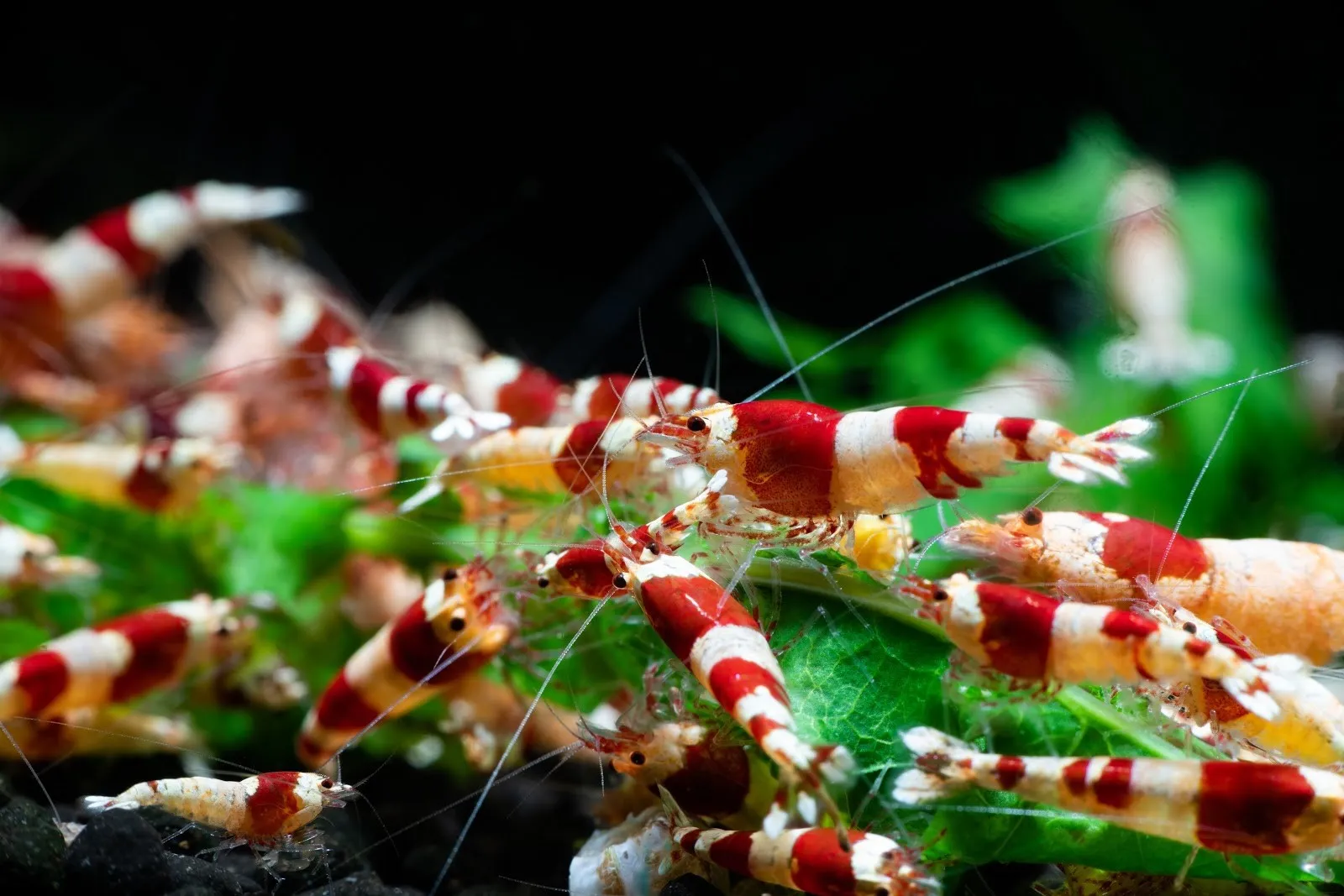 Caridina Cantonensis Red Crystal 1-2 cm con genetica Taiwan Bee