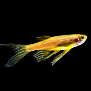 Brachydanio rerio GOLD LONG FIN - Danio Zebrato dorato pinne lunghe 2-3 cm - Danio Zebra