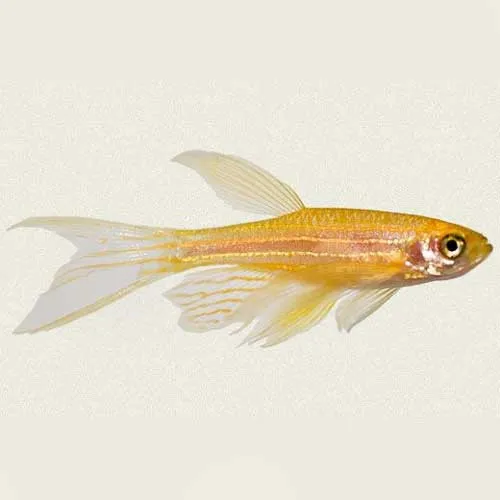 Brachydanio rerio GOLD LONG FIN - Danio Zebrato dorato pinne lunghe 2-3 cm - Danio Zebra