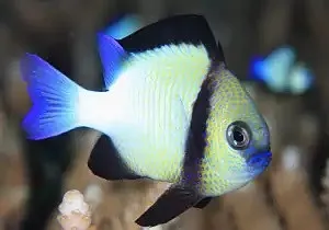 Dascyllus Carneus - Damigella Crema Cloudy Dascyllus - pesce marino