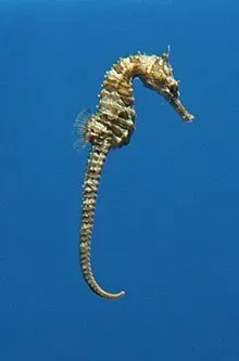 Hippocampus Erectus - Cavalluccio marino 12-18 cm - Ippocampo d'allevamento per acquario marino e reef