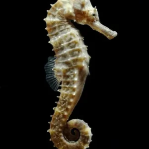 Hippocampus Erectus - Cavalluccio marino 12-18 cm - Ippocampo d'allevamento per acquario marino e reef