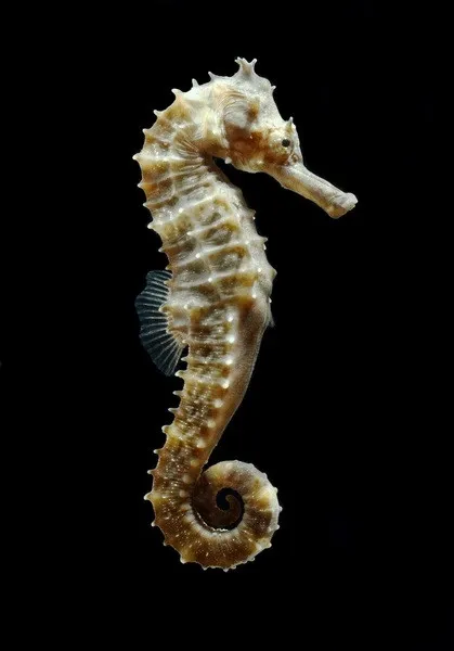Hippocampus Erectus - Cavalluccio marino 12-18 cm - Ippocampo d'allevamento per acquario marino e reef