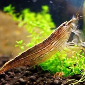 Atyopsis Moluccensis, Bamboo Shrimp Atya 2-6 cm