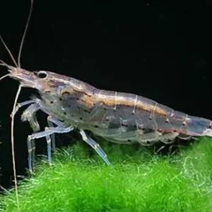 Caridina Multidentata, Caridina Japonica 1-3 cm
