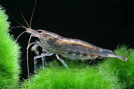 Caridina Multidentata, Caridina Japonica 1-3 cm