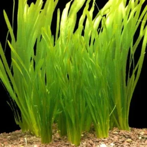 VALLISNERIA SPIRALIS, pianta da sfodo a crescita rapida