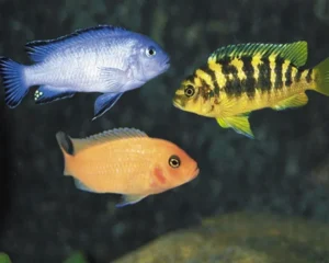 Ciclidi Africani Malawi mix selection 4-6 cm
