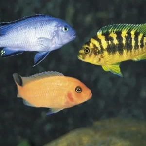 Ciclidi Africani Malawi mix selection 4-6 cm
