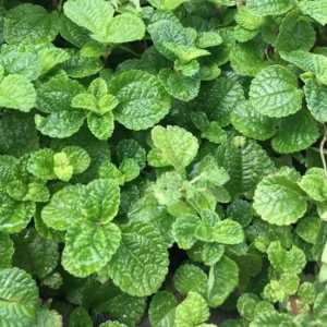 Pilea Nummulariifolia detta Charlie strisciante - pianta per terrario o paludario in vasetto