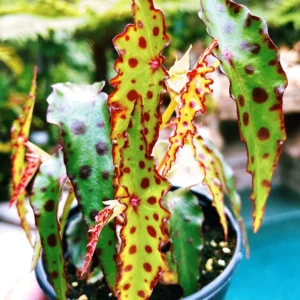 Begonia Maculata Corallina Red Spotted - pianta per terrario/paludario o da interno in vasetto
