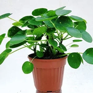 Pilea Peperomioides - pianta per terrario o paludario in vasetto
