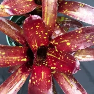 Neoregelia Dungsiana x Midnight - pianta epifita per terrario o paludario in vasetto
