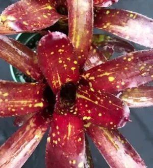 Neoregelia Dungsiana x Midnight - pianta epifita per terrario o paludario in vasetto