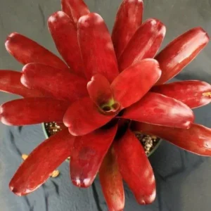 Neoregelia Super Fireball - Super Red - pianta epifita per terrario o paludario in vasetto