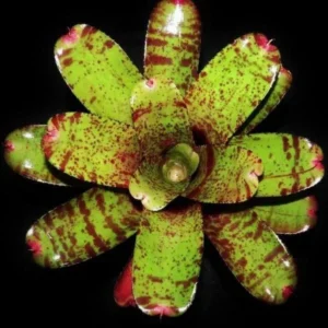 Neoregelia Fireball Spotted - pianta epifita per terrario o paludario in vasetto