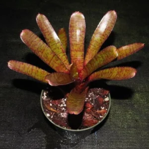 Neoregelia Puntatis Rubra - pianta epifita per terrario o paludario in vasetto