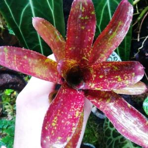 Neoregelia joseph Coat - pianta epifita per terrario o paludario in vasetto