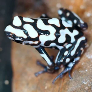Dendrobates Auratus Pena Blanca 2.5-3 cm - Rana freccia bianca e nera - Rana dardo - anfibi per terrario