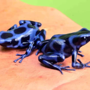 Dendrobates Auratus Calobre Super Blue 2.5-3 cm - Rana freccia blu e nera - Rana dardo - anfibi per terrario