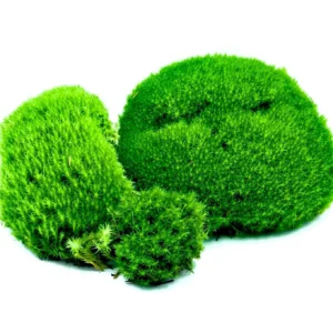 Muschio a Cuscinetto - 18x12 cm Leucobryum Glaucum spesso detto Apple moss per terrario, paludario o presepe
