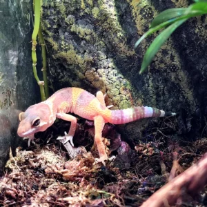 Eublepharis macularius - Geco Leopardino Morph Tremper 10-12 cm - FOTO REALI - sauri per terrario