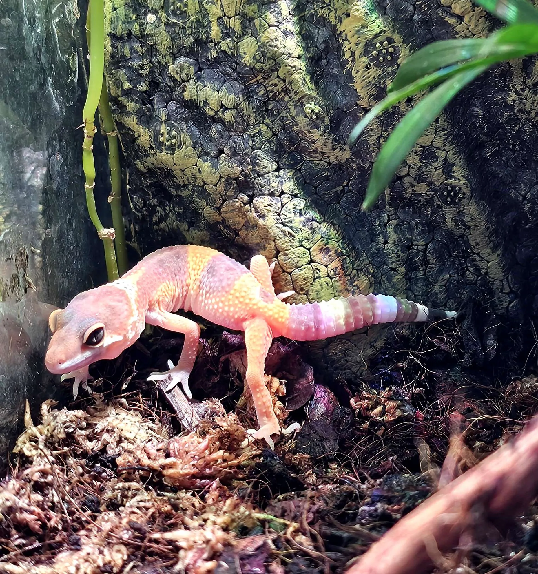 Eublepharis macularius - Geco Leopardino Morph Tremper 10-12 cm - FOTO REALI - sauri per terrario